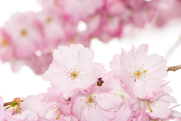 Twig with pink cherry blossoms — Stock Photo, Image