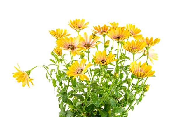 Flores de Osteospermum amarillas aisladas — Foto de Stock