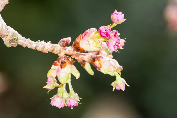 Brindille avec bourgeons roses de fleurs de cerisier — Photo
