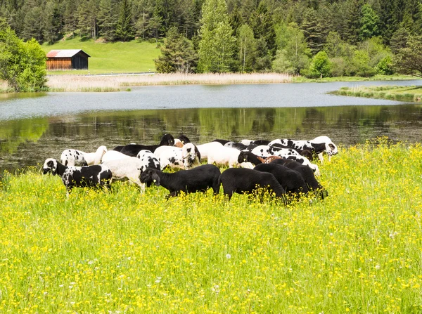 Pastoral bir çayır, koyun sürüsü — Stok fotoğraf