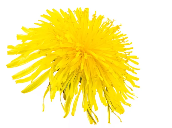 격리 된 노란 민들레 꽃의 꽃 — 스톡 사진