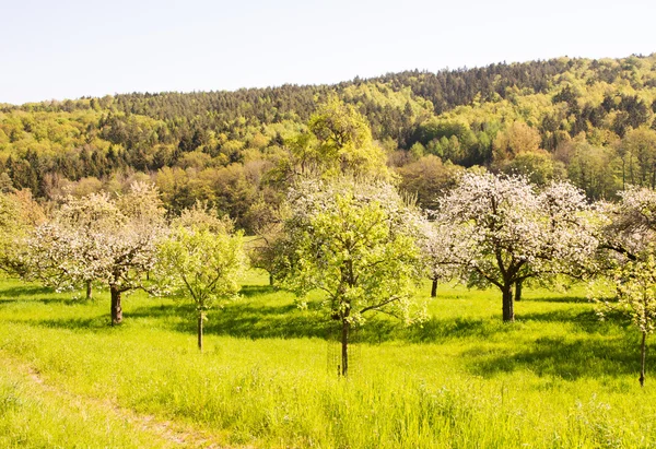 Meadow with flowering fruit trees — Stock Photo, Image