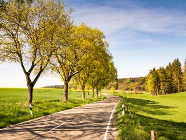 Bir ülkede yol boyunca ağaçlar