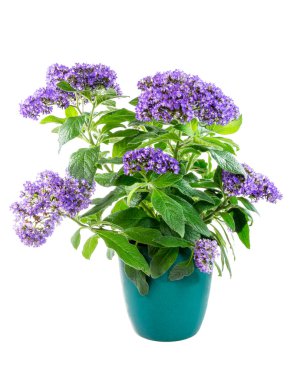 Isolated potted purpled garden heliotrope flower clipart