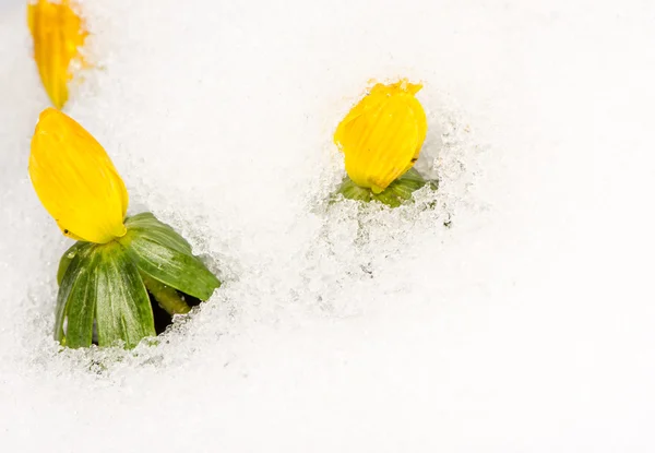 Gul vintern Stormhatt blommor i snön — Stockfoto