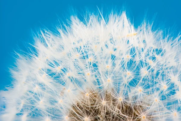 Dente di leone fiore semi blowball — Foto Stock