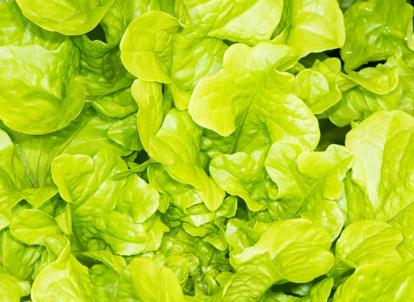 Hintergrund: frischer grüner Salat — Stockfoto