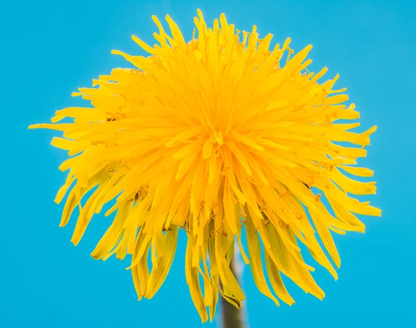 Κίτρινο λουλούδι πικραλίδα άνθος — Φωτογραφία Αρχείου