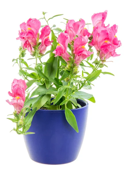 Isolato vaso blu Fiore di antirrhinum — Foto Stock