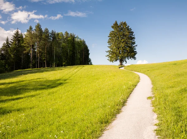 Sentier de randonnée à un arbre solitaire — Photo