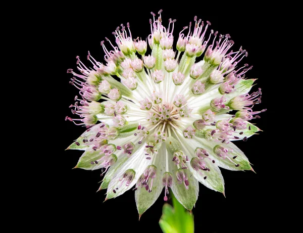Blossom of a masterwort flower — Stock Photo, Image