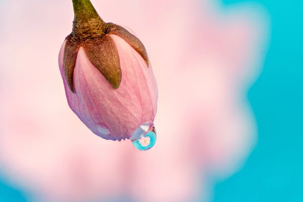Goccia di rugiada su un bocciolo di fiori di ciliegio — Foto Stock
