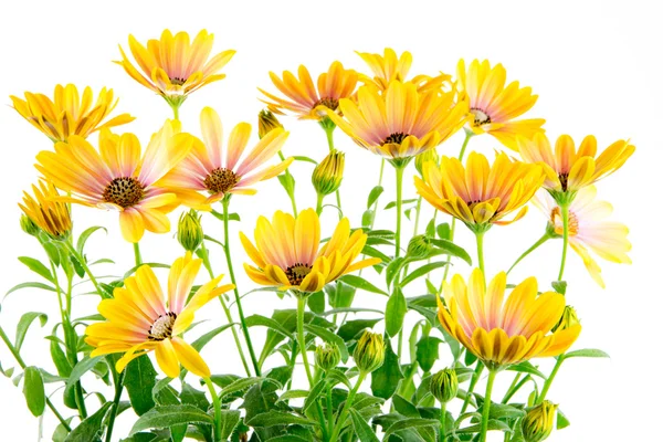 İzole sarı Osteospermum çiçek çiçekler — Stok fotoğraf