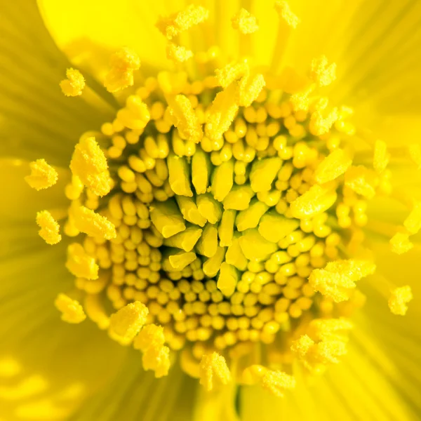 Άνθος λουλούδι κίτρινο marsh Κατιφές — Φωτογραφία Αρχείου
