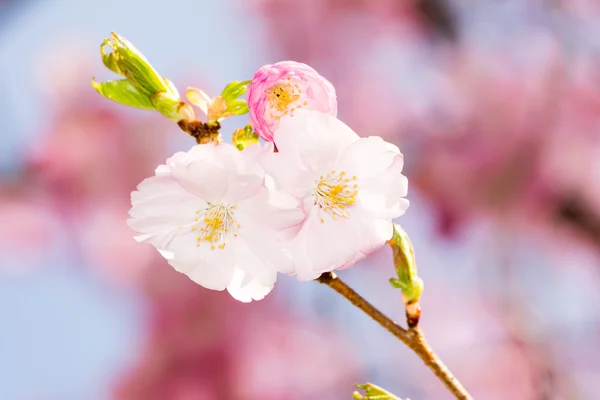 Twig with pink cherry blossoms — Stock Photo, Image