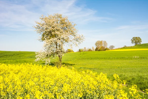 Paesaggio con un albero fiorito — Foto Stock