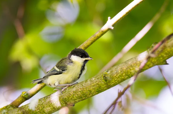 Jonge Koolmees vogels zitten op een boomtak — Stockfoto