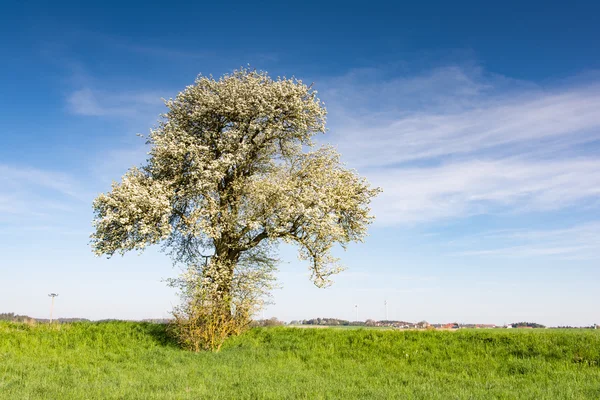 Paisagem com uma árvore de floração — Fotografia de Stock