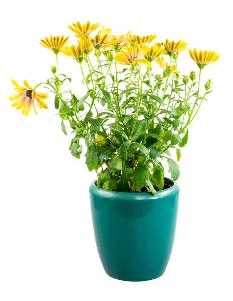 Isolado vaso amarelo flor Osteospermum — Fotografia de Stock