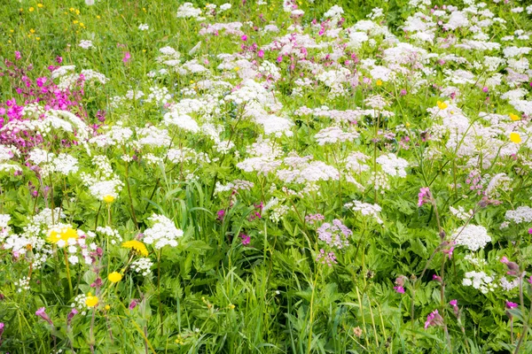 Prairie fleurie avec Achille et autres fleurs — Photo