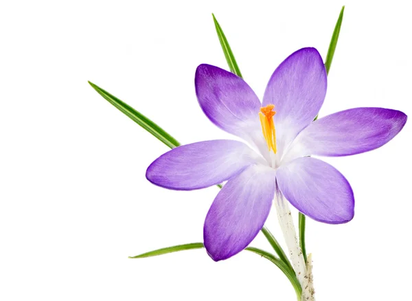 孤立した紫のクロッカスの花の花 — ストック写真