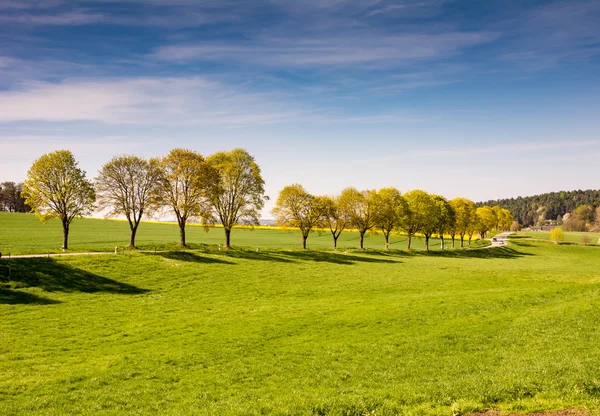 Arbres le long d'une route de campagne — Photo