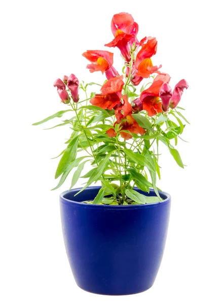 Isolado vaso azul flor Antirrrhinum — Fotografia de Stock