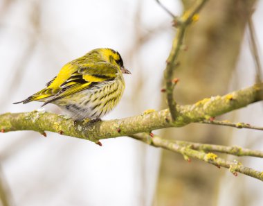 Bir ağaç dalı üzerinde erkek iskete