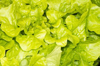 arka planını taze yeşil salata