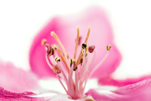 Flor rosa aislada de un manzano — Foto de Stock