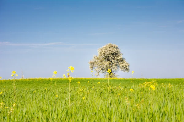 Landscape with a flowering tree — Stock Photo, Image