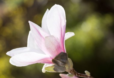 Çiçekli Manolya ağacı beyaz çiçeği ile