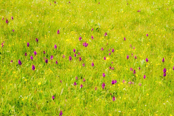 Meadow with marsh ochid flowers — Stock Photo, Image