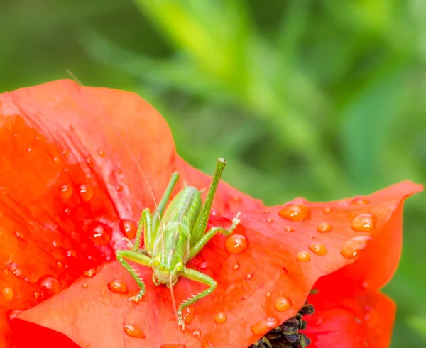 Saltamontes verdes sentados en una flor de amapola roja —  Fotos de Stock