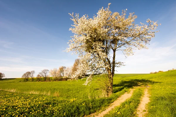 Krajina s Kvetoucí strom — Stock fotografie