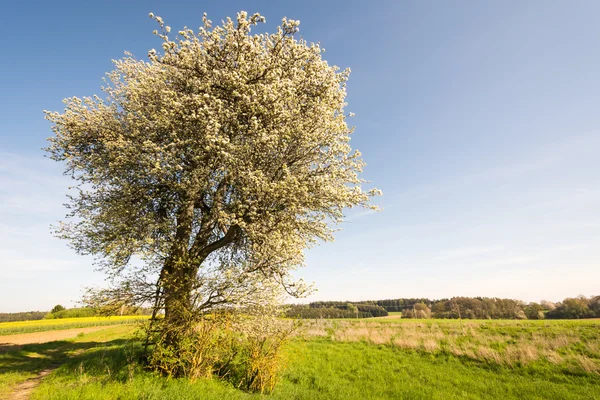 Paisaje con un árbol floreciente —  Fotos de Stock