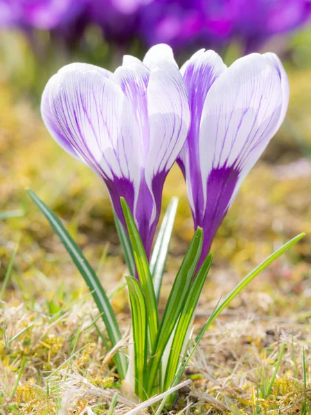 Crocus púrpura y blanca Flores en la hierba — Foto de Stock