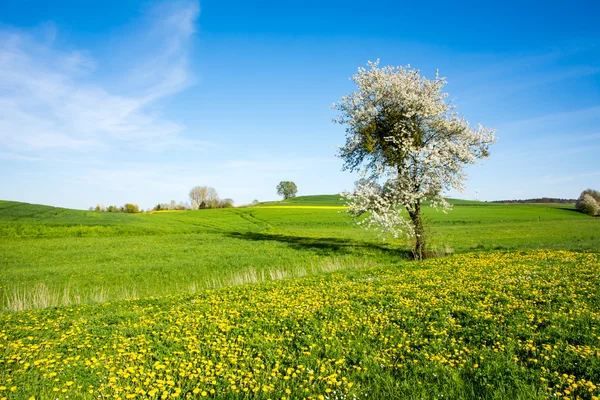 Paisagem com uma árvore de floração — Fotografia de Stock