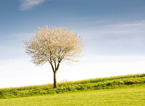 Paisagem com uma árvore de floração — Fotografia de Stock
