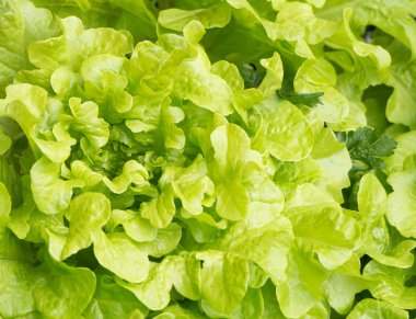 arka planını taze yeşil salata