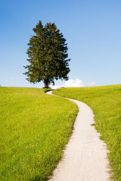 Hiking path at a lonely tree — Stock Photo, Image