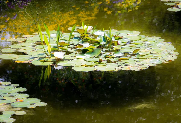 Vatten lilja i en damm — Stockfoto