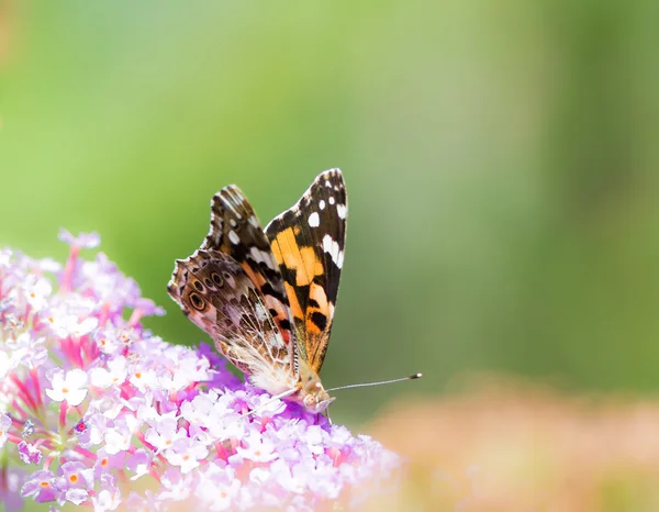 Namalovaný motýl — Stock fotografie