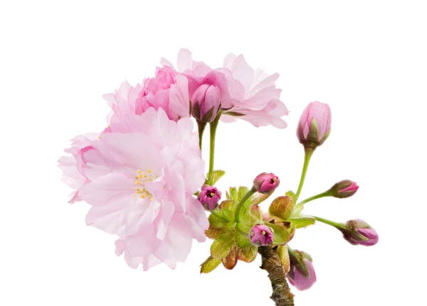 Isolated twig with pink cherry blossoms — Stock Photo, Image