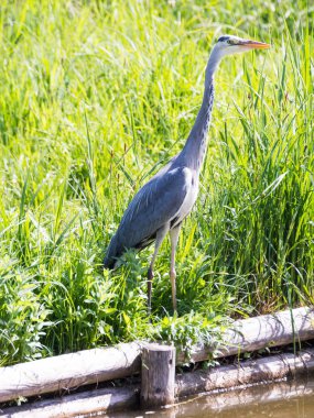 Gri balıkçıl kuş ayakta su