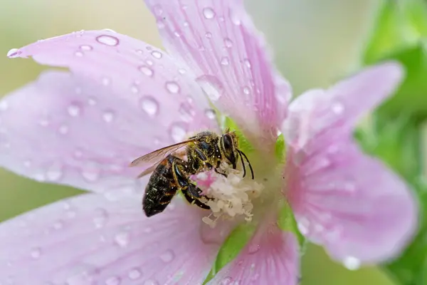 Makro Včely Růžové Mokré Malva Květ — Stock fotografie