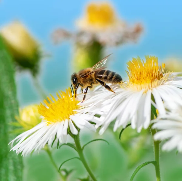 Macro Bee Collecting Nectar White Aster Blossom — Stock Photo, Image