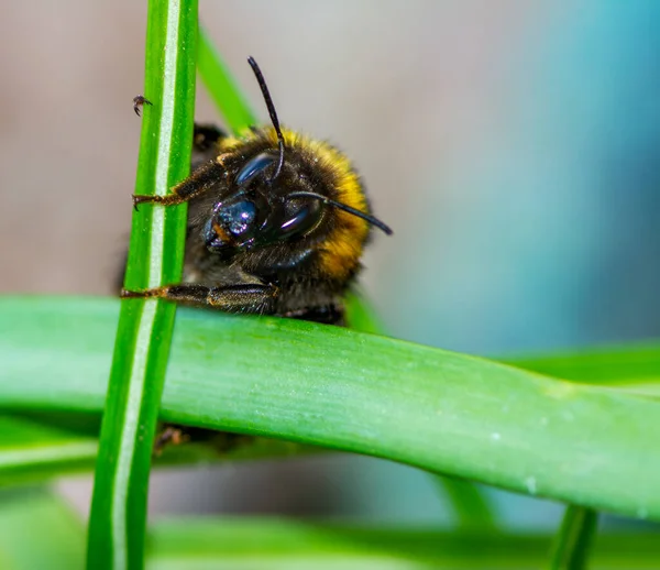 Macro Northern White Tailed Bumblebee Bombus Magnus — Stock Photo, Image