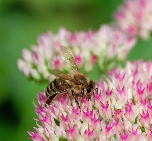 Macro Ape Fiori Sedum — Foto Stock