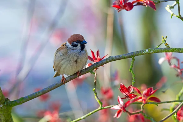 Gros Plan Oiseau Moineau Assis Sur Brèche Arbre — Photo